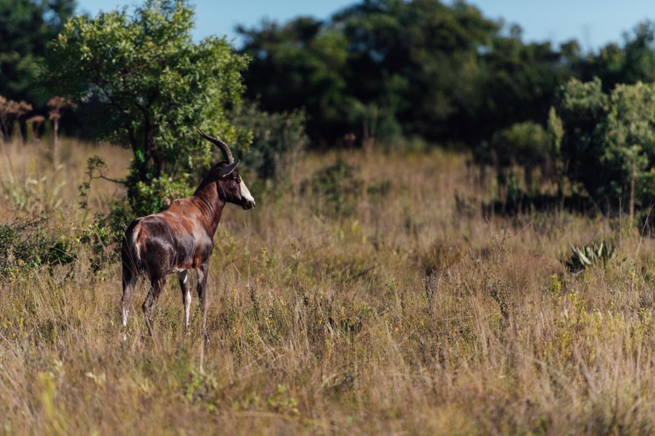 Thaba Eco Hotel Johannesburg Eksteriør bilde