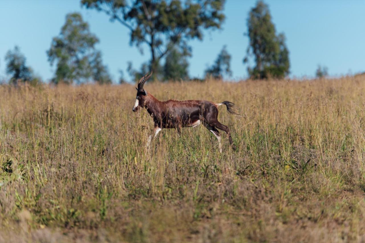 Thaba Eco Hotel Johannesburg Eksteriør bilde