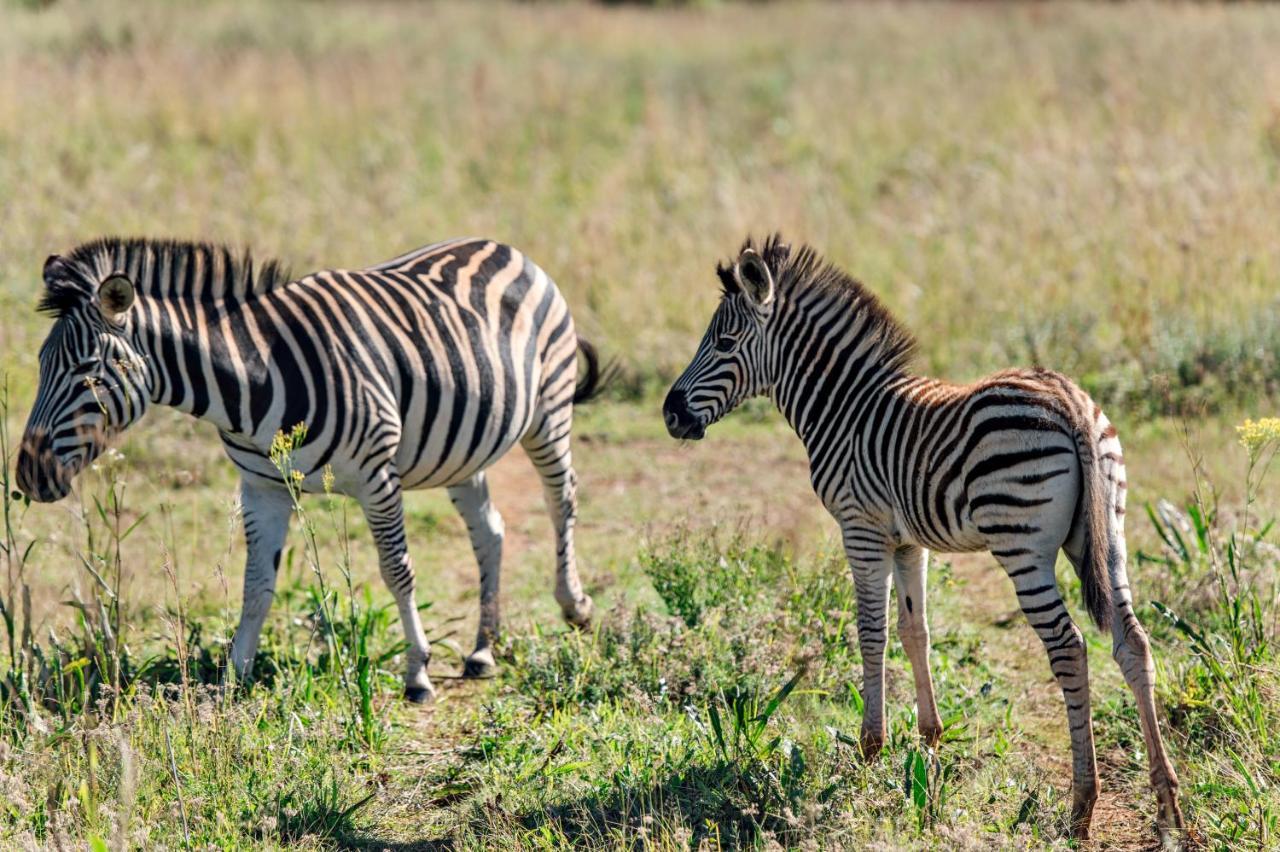 Thaba Eco Hotel Johannesburg Eksteriør bilde